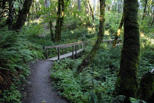 Trails to run or hike in Eugene Oregon